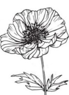 anemone 6